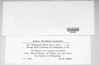 Uromyces viciae-fabae image